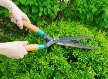 Kwikfynd Garden Maintenance
coringa