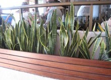 Kwikfynd Indoor Planting
coringa