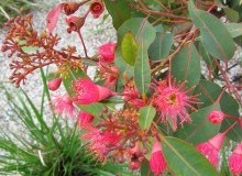Kwikfynd Native Gardens
coringa