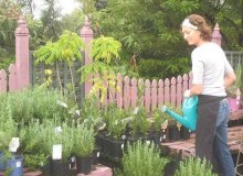 Kwikfynd Plant Nursery
coringa