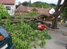 Kwikfynd Tree Cutting Services
coringa