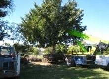 Kwikfynd Tree Lopping
coringa