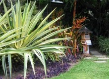 Kwikfynd Tropical Landscaping
coringa